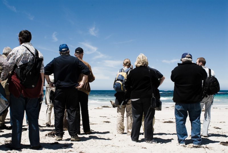 Sealions enthusiasts